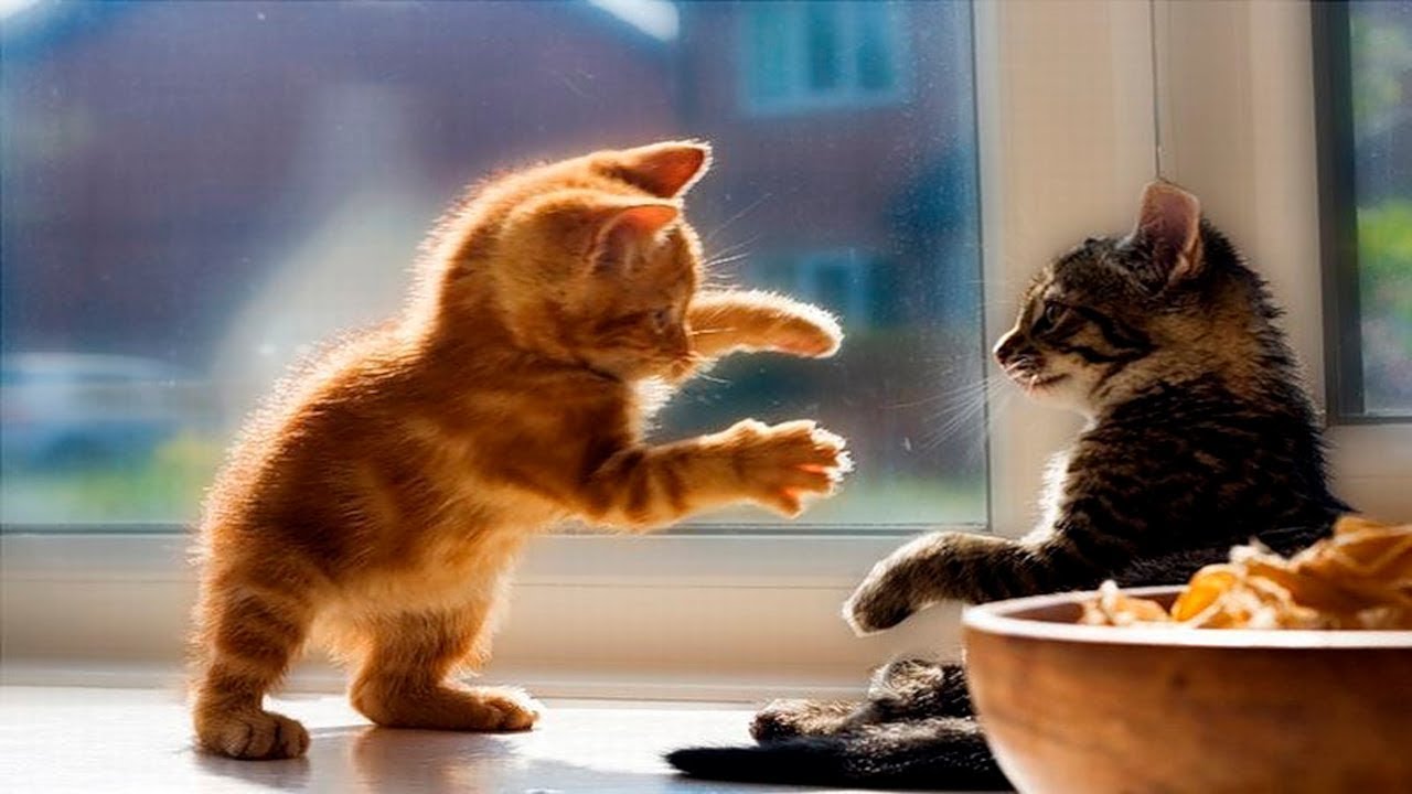 cute funny kittens