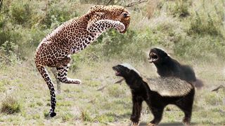 Animals Wildlife Videos