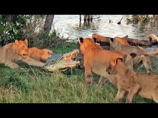 snake eating lion